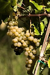grapes,autumn,vine