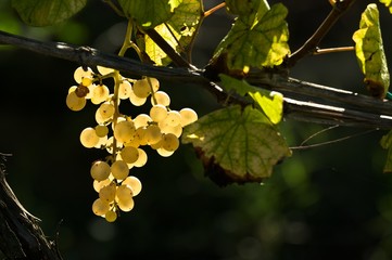 grapes,autumn,vine
