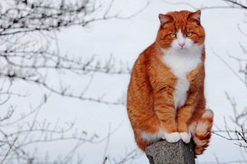 Eine rote Katze sitzt auf einem Zaunpfahl