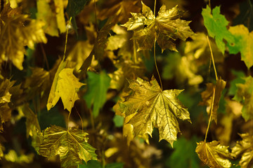 Maple leaves painted in gold paint