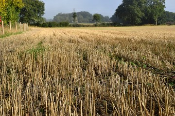 Stubble in field after harvest
