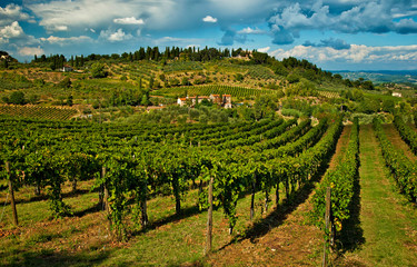 Fototapeta na wymiar San Gimignano with vineyard