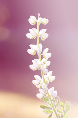 Pretty manicured flower garden, white flower
