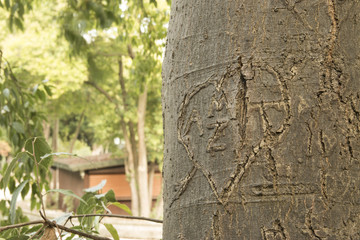 Obraz premium ağaca yazılmış harfler