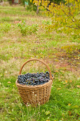 Fototapeta na wymiar Wine grapes in basket in garden