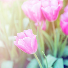 pink tulips