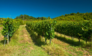 Fototapeta na wymiar Nice vineyard in Tuscany, Italy 