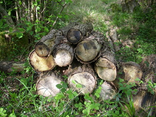 Log pile for wildlife