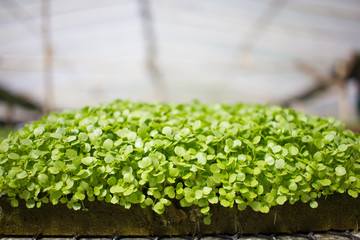 Baby Plants Growing in Greenhouse with Hydroponic System
