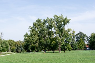 Park trees
