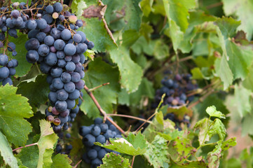 Lush, ripe red wine grapes on the vine with green leaves