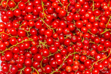 Background made of red currant berries
