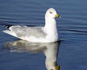 White and Gray Ring Billed Seagull swimming on calm blue waters
