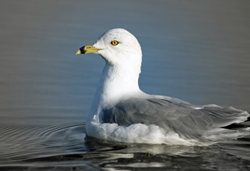 White and Gray Ring Billed Seagull swimming on calm blue waters
