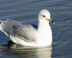 White and Gray Ring Billed Seagull swimming on calm blue waters
