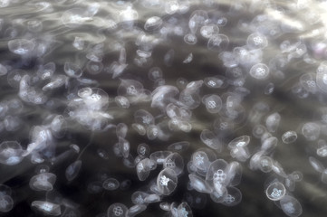 Jellyfish