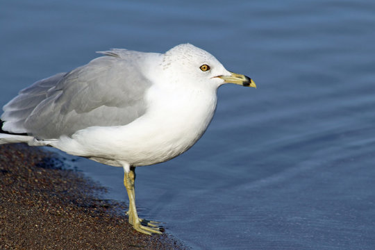 Adult gray and white Ring Billed Gull standing on the shore looking out to sea
