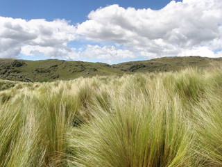 Campos de pastura