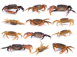 set of crab on white background