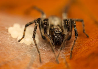 extreme macro