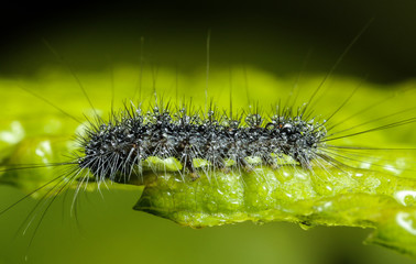 extreme macro