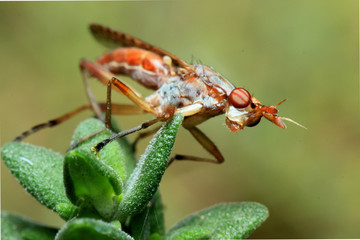 extreme macro
