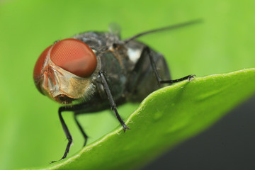 extreme macro