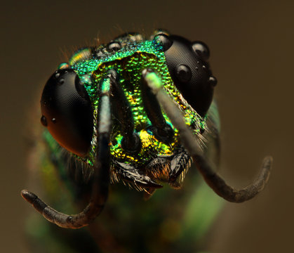 extreme macro