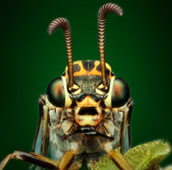 extreme macro