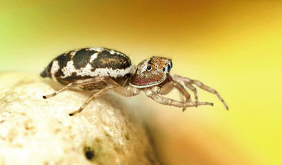 extreme macro
