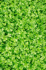 small fern for background