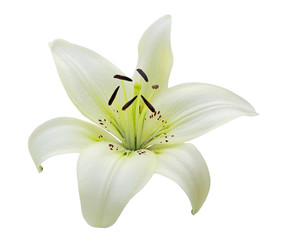 Fototapeta na wymiar Single White Lily