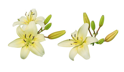 Fototapeta na wymiar Lily Flower Cluster