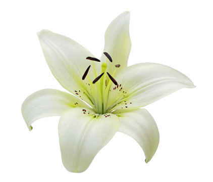Single White Lily