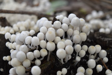 Beautiful Mushroom 
