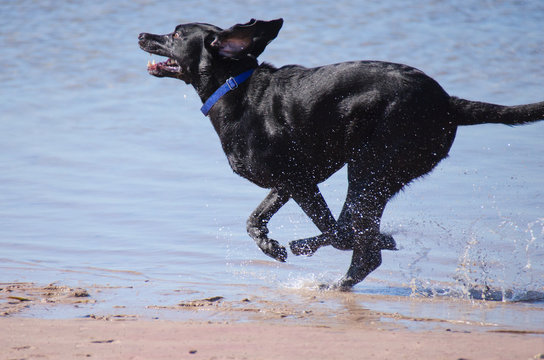 Black Labrador retriever running in the water