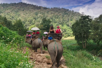 Foto auf Acrylglas Group tourists to ride on an elephant in forest Chiang mai, Thailand   © sakdinon