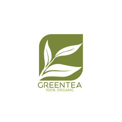 green tea vector