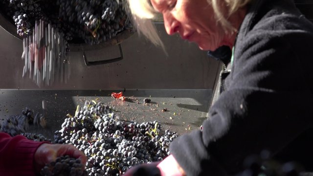 manual sorting of red grapes