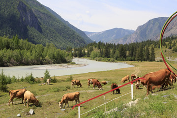 Cows graze near a river in Altai mountains.