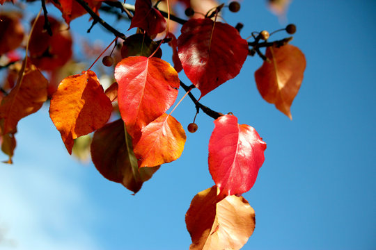 Autumn crab apples tree branch, shiny red leaves on blue sky bac