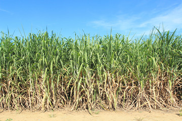 sugarcane and blue sky