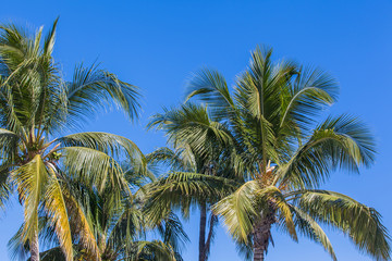 Fototapeta na wymiar cocotiers sur fond de ciel bleu