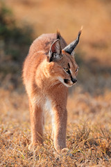 A caracal (Felis caracal) in natural habitat, Addo Elephant National Park, South Africa.