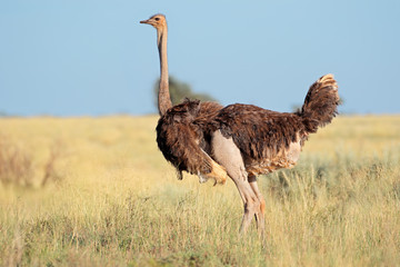 Female ostrich (Struthio camelus) in grassland, Mokala National Park, South Africa.