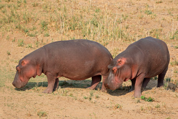 Two hippos (Hippopotamus amphibius) on land, Kruger National Park, South Africa.