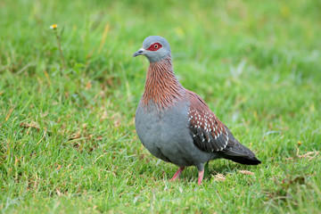 A rock pigeon (Columba guinea) sitting on green grass, South Africa.