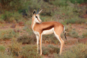 Naklejka na ściany i meble A young springbok antelope (Antidorcas marsupialis), Mokala National Park, South Africa.