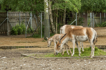 Young horses