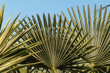 fan-like palm tree leaves